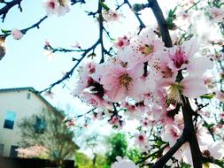 sakura on the branches is beautiful