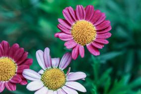 garden flowers summer pink