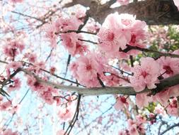 Beautiful flowers on the branches of spring