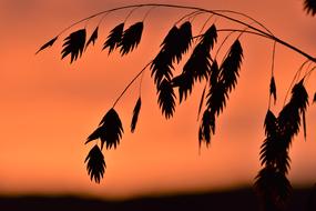 Silhouettes of the beautiful grass, at blurred background with the colorful and beautiful sunset in autumn