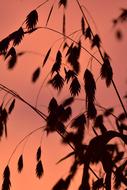 Grass seeds at Backlighting