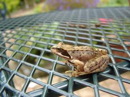 frog chair lattice