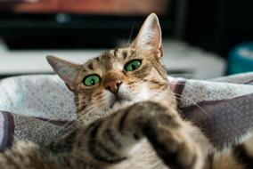 macro photo of tabby cat with green eyes