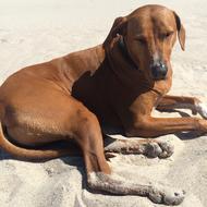Ridgeback Dog on Sand