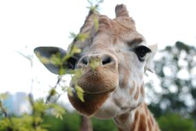 Giraffe nature beautiful view