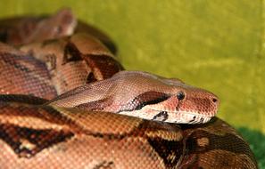 brown snake in nature