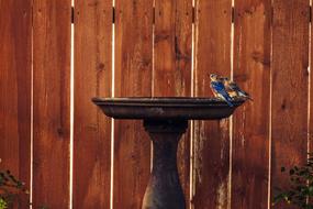 bird fountain fence