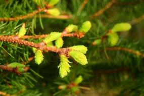 Green Christmas tree branches landscape