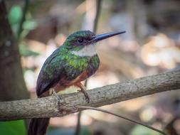 a small colored bird on a branch