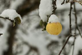 yellow fruit on a branch in the snow