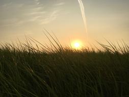 grass is green in the sunlight