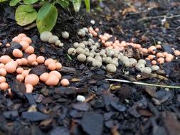 Land fruits garden landscape