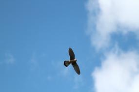 eagle sky blue clouds