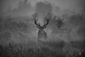 Stag Antlers Wildlife black and white