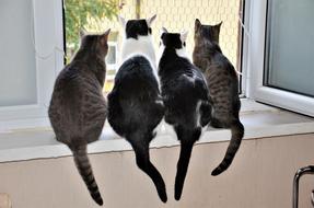 Cute, colorful and beautiful cats, looking out of the window