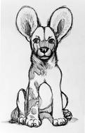 black dog drawing with big ears