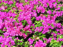 purple Flowers Background at Nature