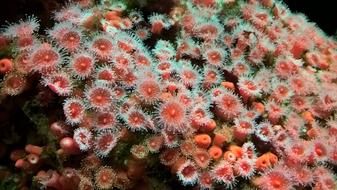 colored plants under water