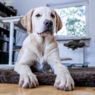 labrador puppy lies in the room