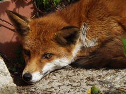 red fox resting on a stone