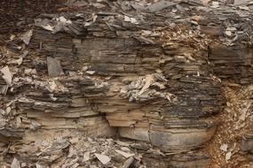 tree bark with splinters