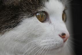 Cat Domestic Mackerel face