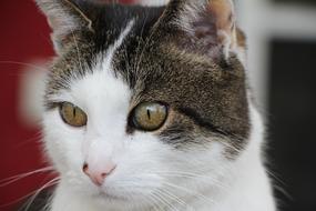 Cat Beautiful Mackerel face