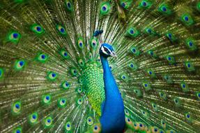 Colorful, beautiful and cute peacock, with the open feathers