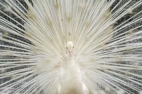 Beautiful White Feather Peacock bird