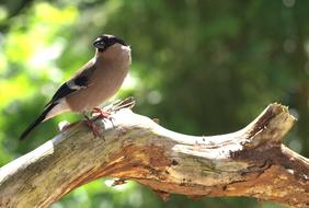 Close-up of the beautiful, colorful and cute bullfinch bird, on the wood, near the green plants, in sunlight