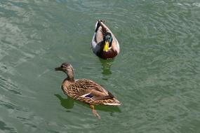 floating wild ducks in the lake
