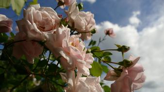 flowers with leaves on the bushes