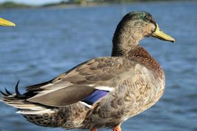 close up of mallard drake at water