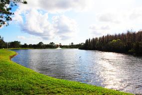 water grass forests