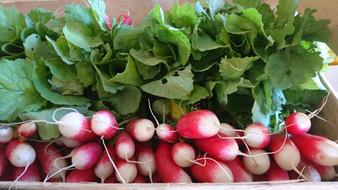 healthy radish crop