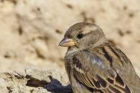 Sparrow Bird Wildlife brown