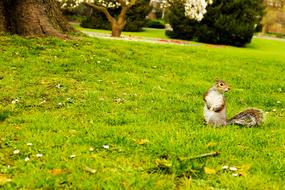 Beautiful, colorful and cute squirrel, on the colorful meadow, near the colorful trees, in London, England, United Kigndom