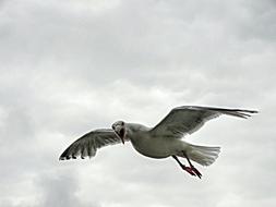 white Seagull in Flight at grey clouds