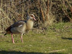 nile goose on the grass in its natural environment