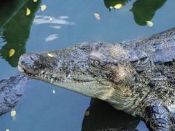 Crocodile Snout Lies water
