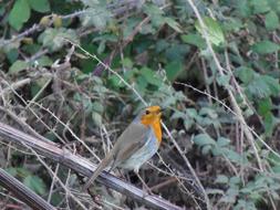 Colorful, beautiful and cute robin bird on the branch, among the colorful plants