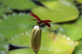 Red Dragonfly on Green pond plant