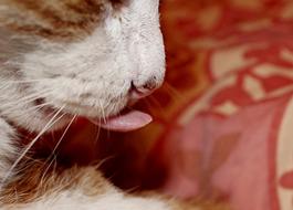 ginger cat with pink tongue close-up on a blurred background