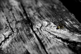 wooden post with an insect