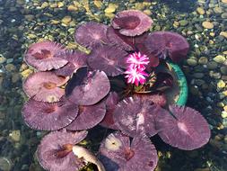 lothus flowers water nature