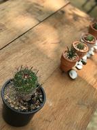 cactus potting table