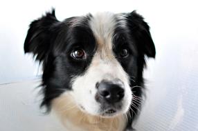 a dog with a white nose and a black one