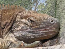 jamaican iguana in the wild