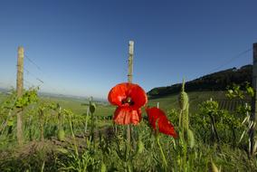 flowers poppy red field