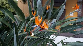 green leaves on orange flowers